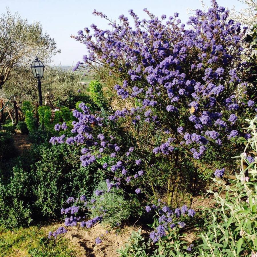Olivella Villa Campagnano Di Roma Buitenkant foto